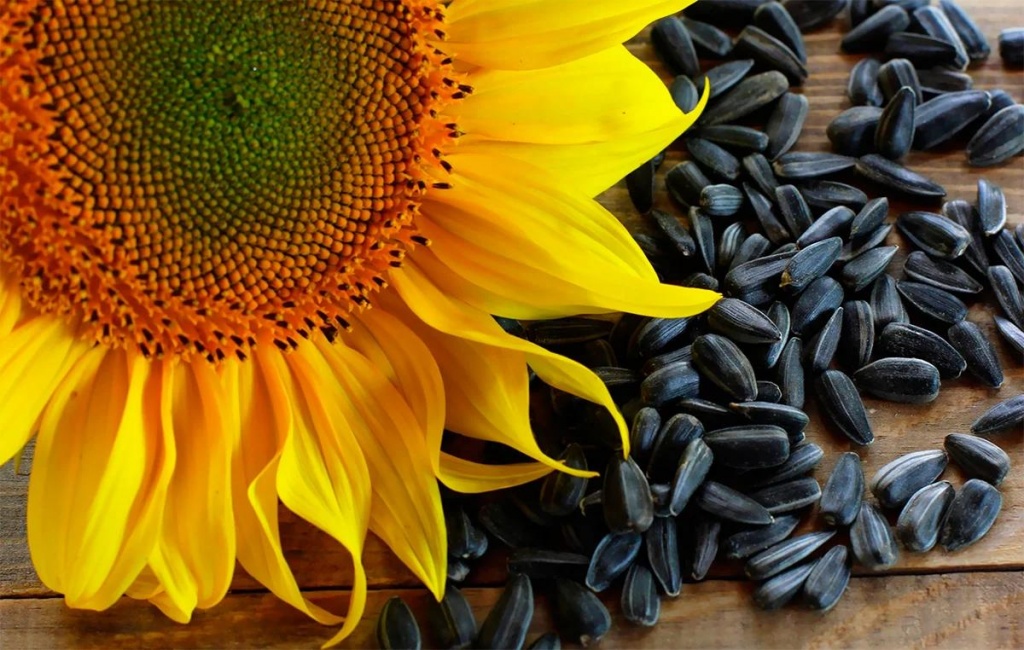Venderé soja transgénica, girasol, maíz, trigo con la condición de DAP País de origen: Ucrania