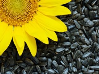 Venta de girasol, entrega en big bags, año de