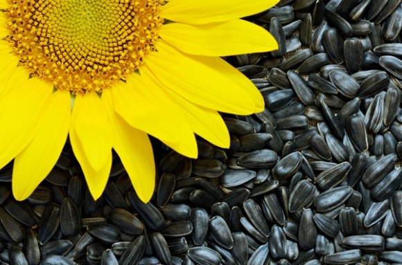 Venta de girasol, entrega en big bags, año de producción 2021
