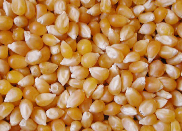 Somos ucranianos, un fabricante y exportador de granos y semillas oleaginosas de rápido desarrollo