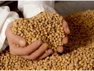 Se ofrece soja (gmo, no gmo) para la exportación.
