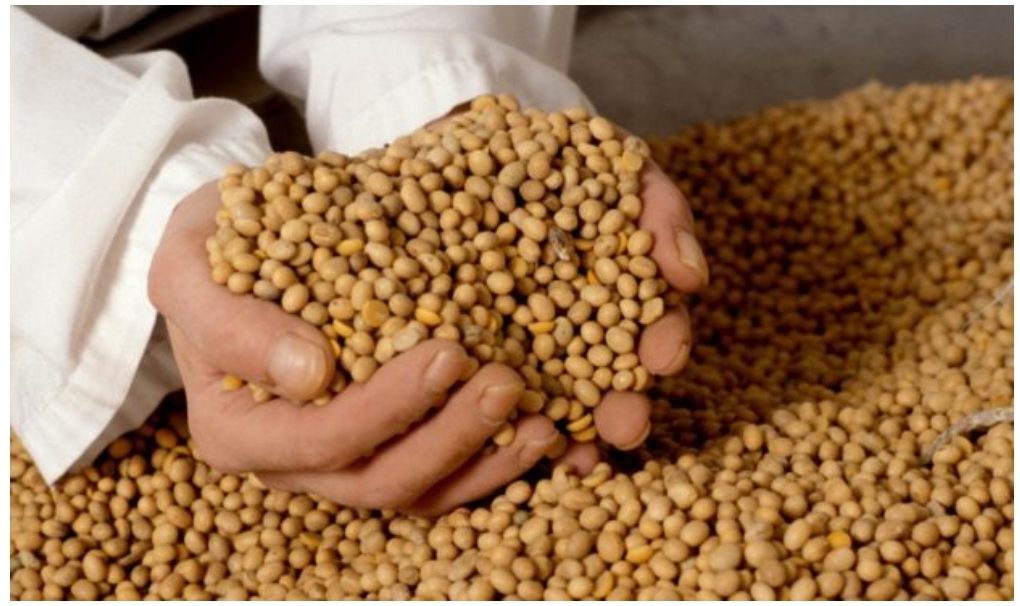Se ofrece soja (gmo, no gmo) para la exportación