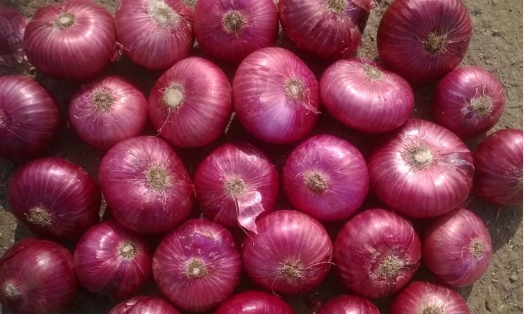 Tipo de Cultivo: Común Parte: Sin Pelar Forma: Redonda Madurez: 100% Calibres: -40 /60 – 50 – 70 / 60 - 80 - hasta 100 mm de diámetro transversal