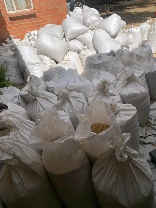 Tenemos una gama de granos de soja a la venta para clientes con altas exigencias de peso, calidad y costo