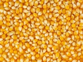 Estamos buscando maíz para alimento de aves, necesitamos una
