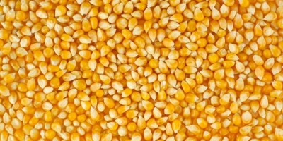 Estamos buscando maíz para alimento de aves, necesitamos una gran cantidad que puede llegar a las dos mil toneladas, no dude en contactarnos, nos tomamos en