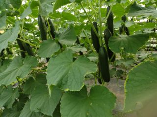 Venderé pepino de invernadero al por mayor. Bonito sencillo