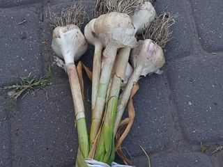 Estoy vendiendo grandes cantidades de ajo.