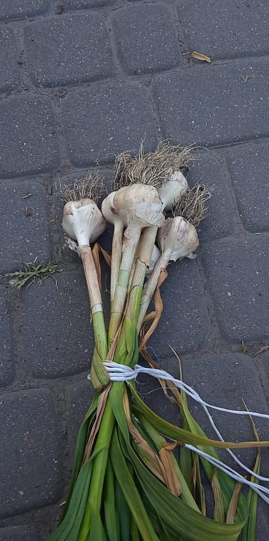 Estoy vendiendo grandes cantidades de ajo