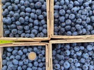 Hola, ofrezco la venta de arándanos americanos cosechados a