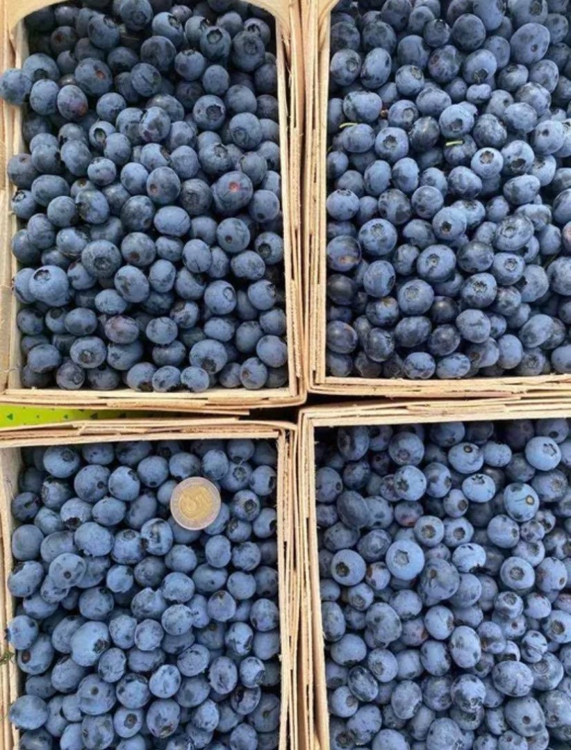 Hola, ofrezco la venta de arándanos americanos cosechados a mano de mi propia plantación