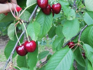 Venderé cerezas sabrosas que se rompen todos los días.