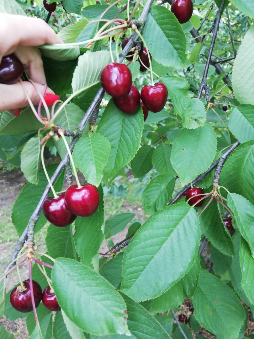 Venderé cerezas sabrosas que se rompen todos los días