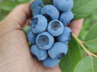 Ofrezco a la venta arándano americano orgánico (tengo certificado),