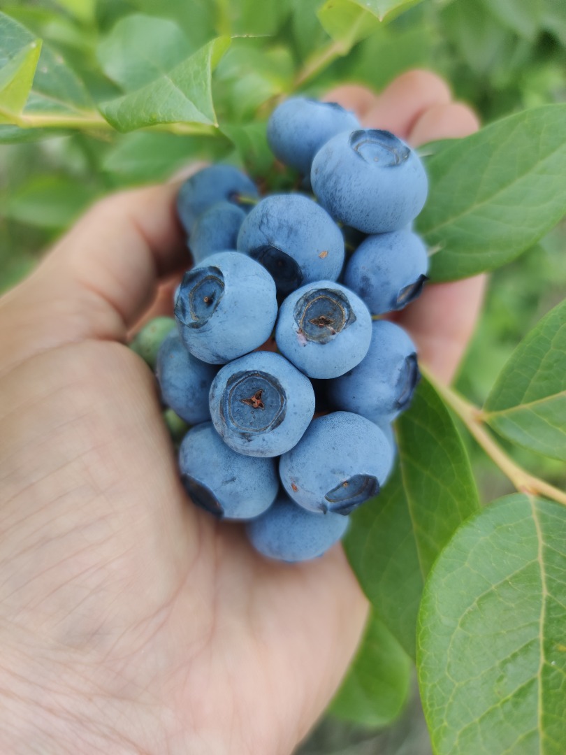 Ofrezco a la venta arándano americano orgánico (tengo certificado), empacado o a granel, precio a convenir