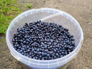 ¡Venderé arándanos frescos, recogidos a mano! ¡¡40 zlotys/kg!! Bienvenidos