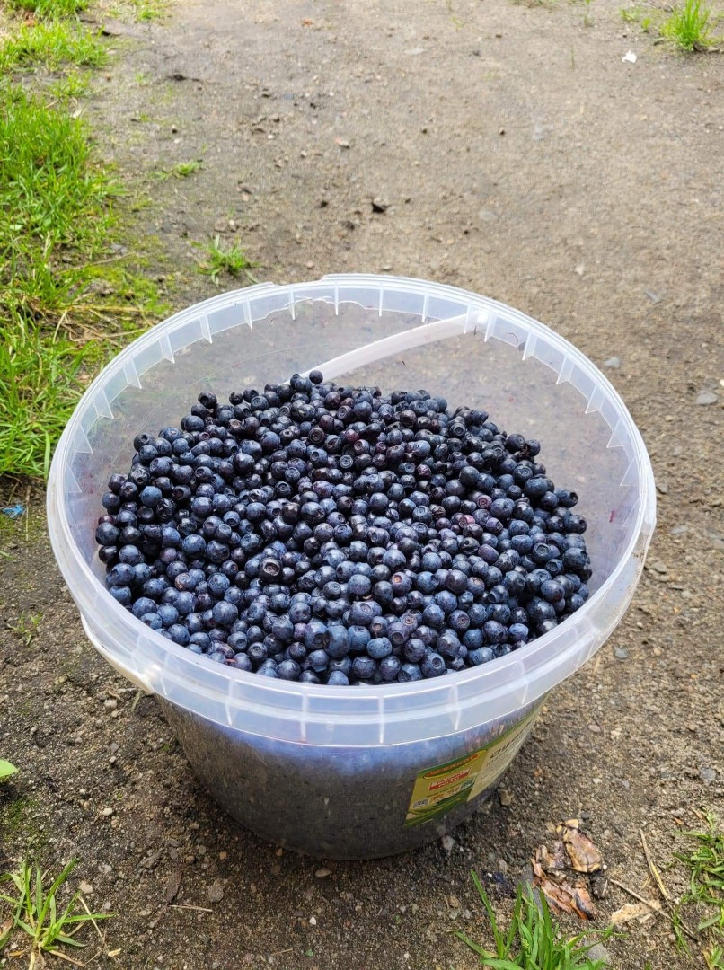 ¡Venderé arándanos frescos, recogidos a mano! ¡¡40 zlotys/kg!! Bienvenidos