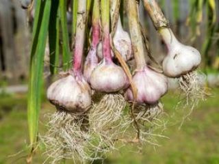 Ajo ORNAK, picante, bien parecido con dientes grandes. Plantación