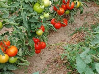 Tomates eco muy sabrosos
