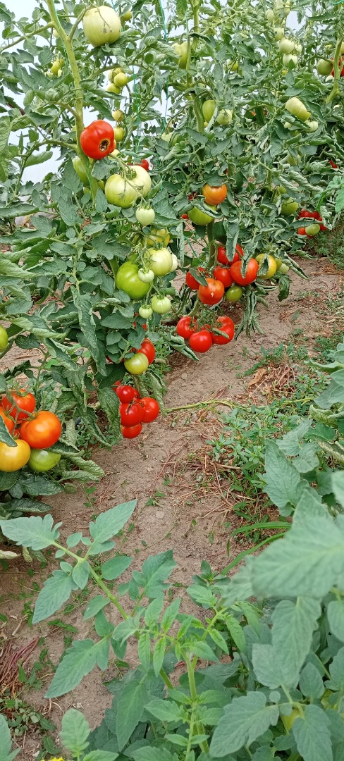 Tomates eco muy sabrosos