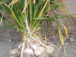 A la venta unos 300 racimos de ajo polaco