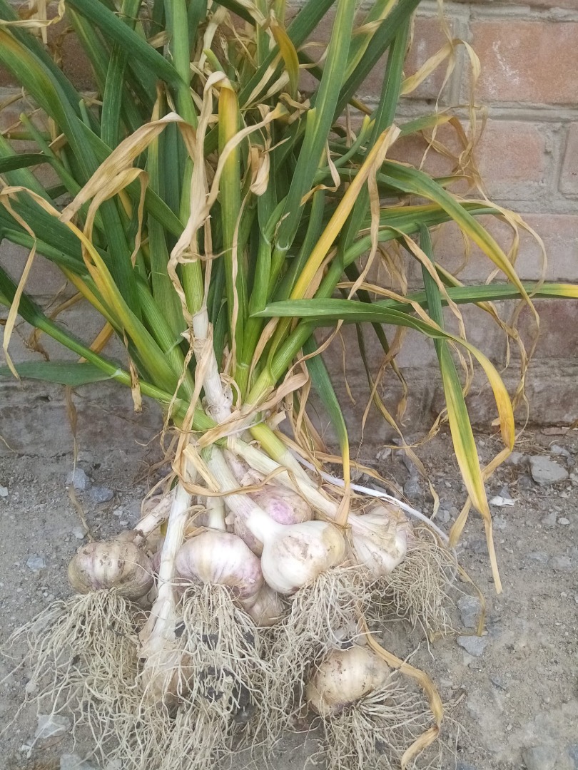 A la venta unos 300 racimos de ajo polaco de plantación casera
