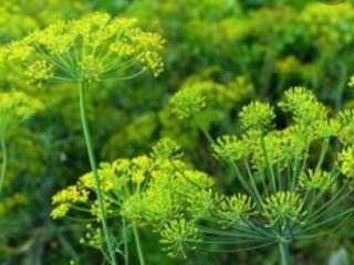 Venderé eneldo con una flor para encurtir pepinos en