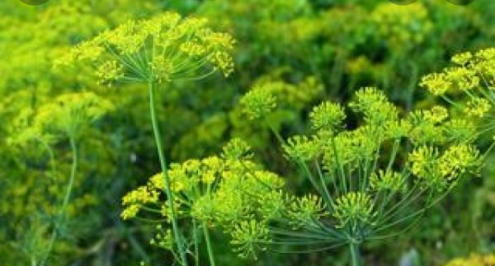 Venderé eneldo con una flor para encurtir pepinos en grandes cantidades