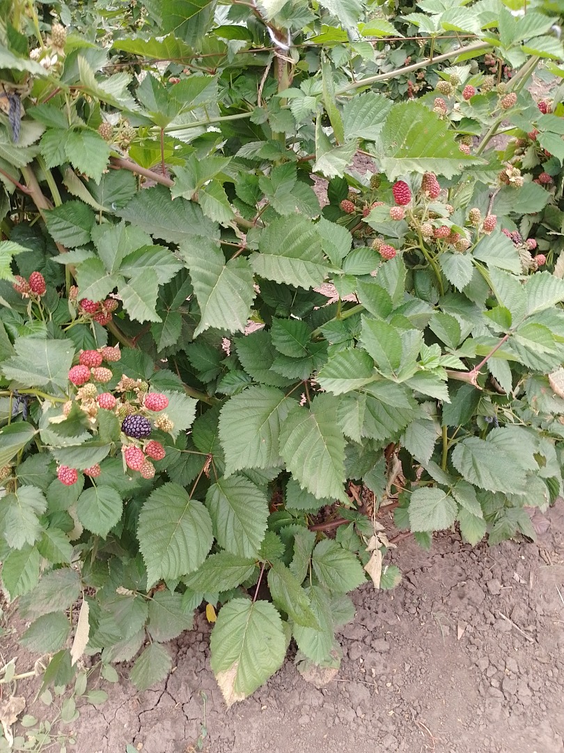 VENDER MÁS bio Apariencia libre de espinas y sabor agradable