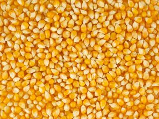 Nuestra cooperativa agrícola ofrece cereales de alta calidad (maíz,