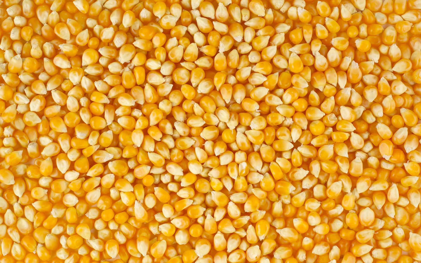 Nuestra cooperativa agrícola ofrece cereales de alta calidad (maíz, semillas de girasol, trigo) en grandes cantidades (500t+) de Ucrania