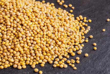 Ofrecemos cereales de alta calidad (alfalfa, festuca, sainfoinЮ, ballico, trébol, phacelia, cardo mariano, hierba timotea, rábano, mostaza, lino, Сoriandro