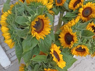 Girasol decorativo, variedad profesional.