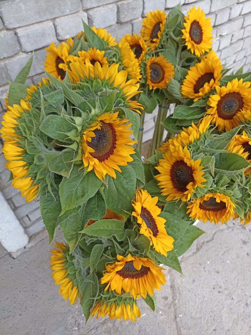 Girasol decorativo, variedad profesional