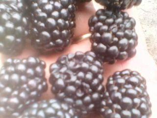 Cultivo BIO de zarzamora sin espinas a la venta.