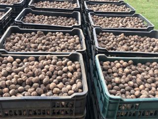 Vendo nueces naturales sin lavar no calibradas de Rumania..cantidad