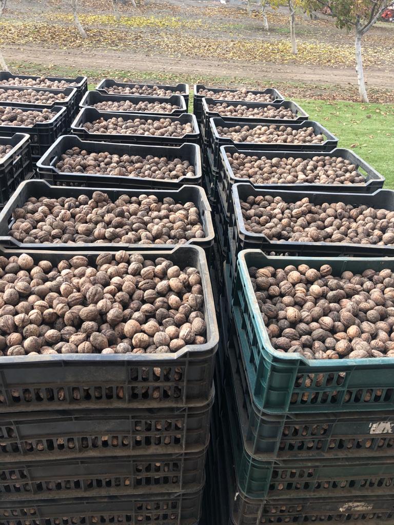 Vendo nueces naturales sin lavar no calibradas de Rumania..cantidad 7 toneladas..