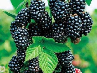 Estoy buscando compradores mayoristas de fruta de mora (la