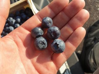 Vendo arándano americano, variedad temprana, duque, precio a convenir,