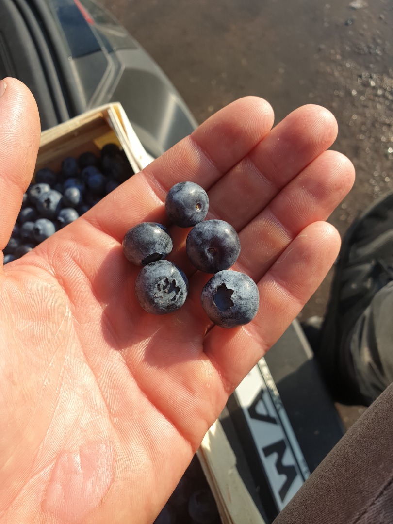Vendo arándano americano, variedad temprana, duque, precio a convenir, comunicarse al