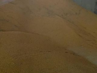 Vendo maíz de alta calidad, stock físico, preferiblemente FOB