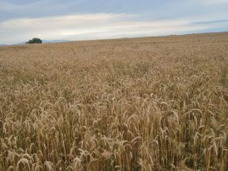 Vand 250 a triticale