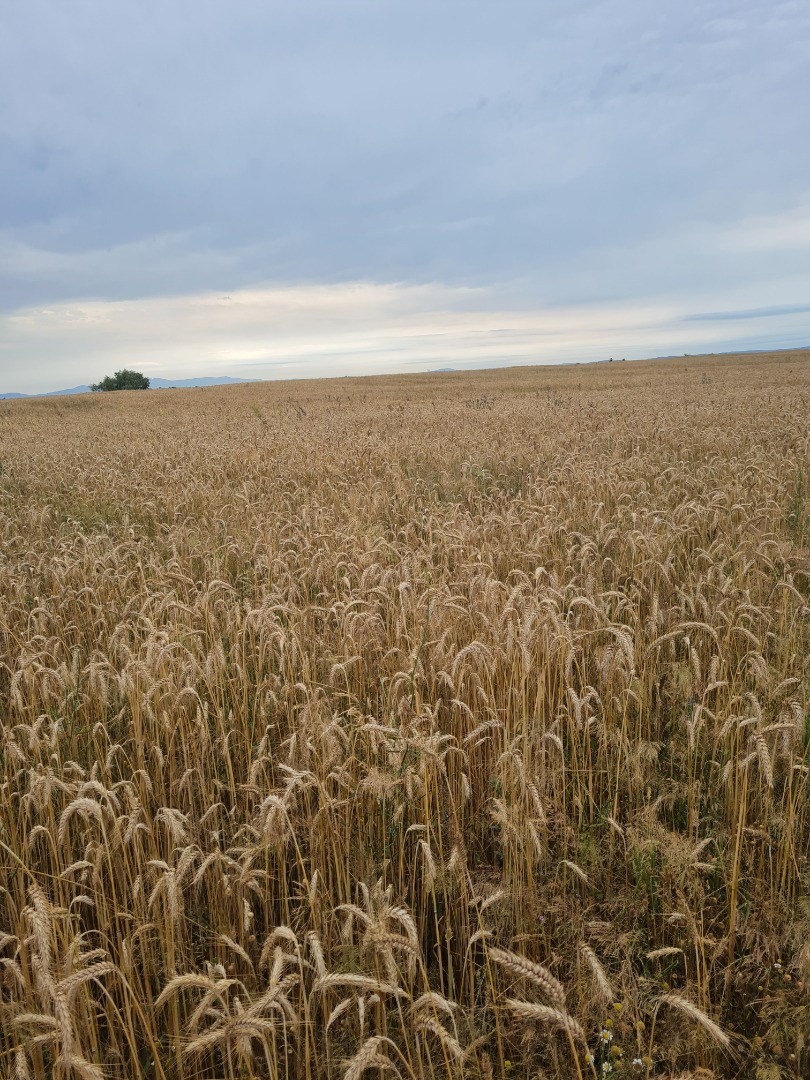 Vand 250 a triticale