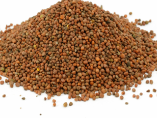 Ofrecemos cereales de alta calidad (alfalfa, festuca, sainfoinЮ, ballico,