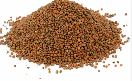 Ofrecemos cereales de alta calidad (alfalfa, festuca, sainfoinЮ, ballico, trébol, phacelia, cardo mariano, hierba timotea, rábano, mostaza, lino, Сoriandro