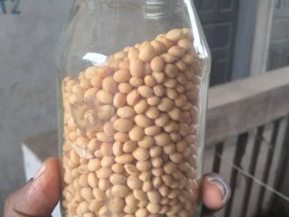 Venta de Semillas de Soja de Alta Calidad LA
