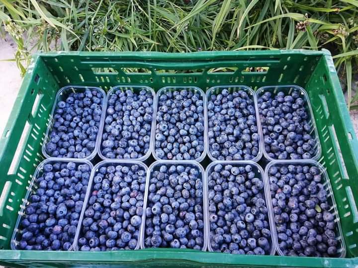 Arándanos de la cultura Duke a la venta en Brasov y alrededores