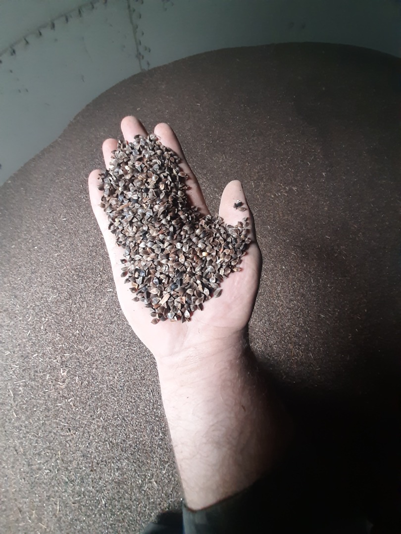 Trigo sarraceno limpio y seco listo para el envío empaquetado en 1200 kg
