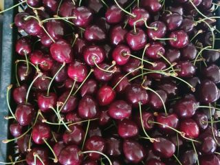 Vendo cerezas, variedad Wanda