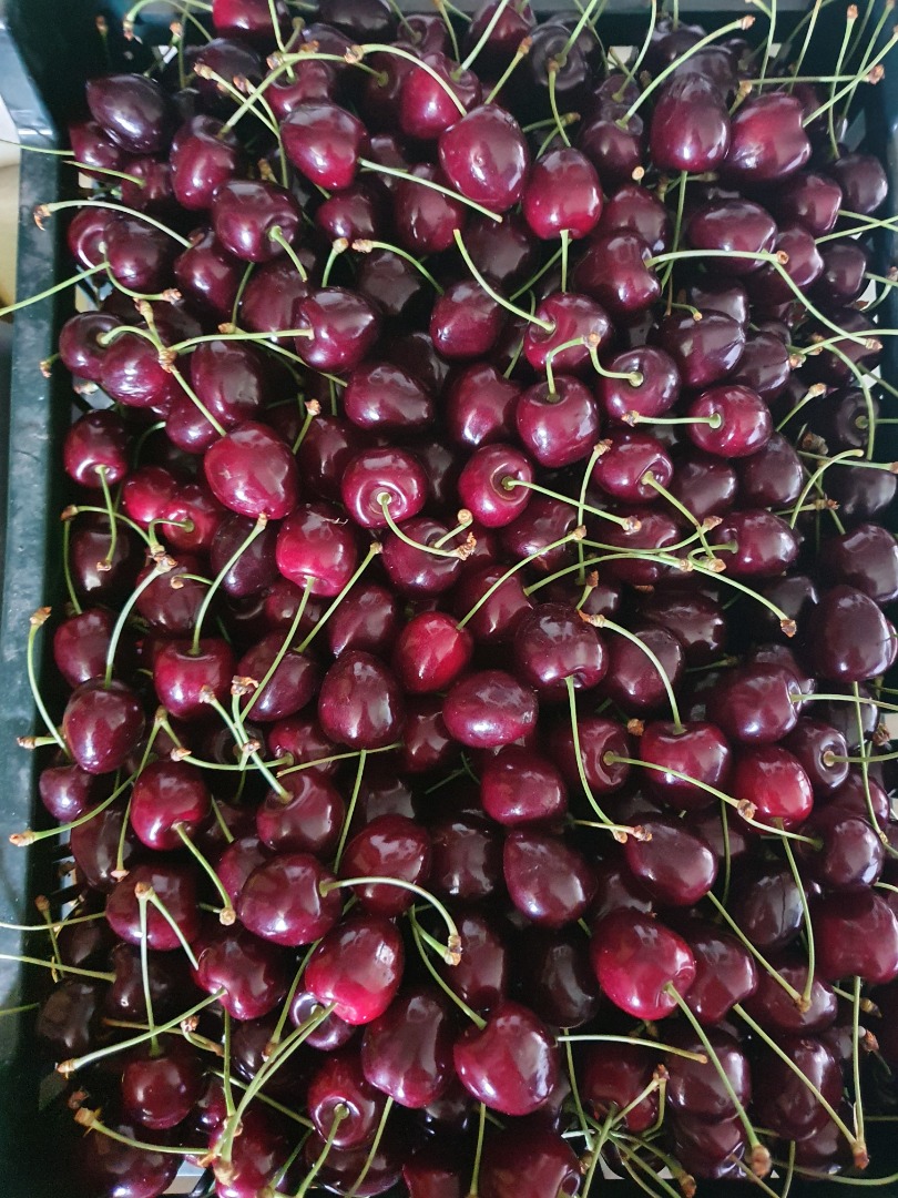 Vendo cerezas, variedad Wanda